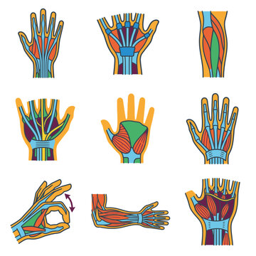 Human hand and arm anatomy diagrams muscle bone joint illustration