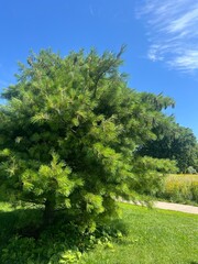 Obraz premium trees in the park