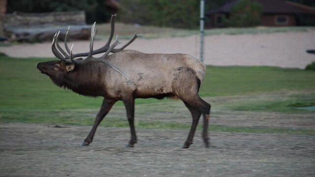 Bull elk protecting his herd during the rut