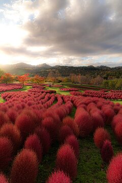 Red kochia bushes field in autumn under a dramatic cloudy sunset sky