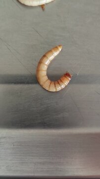 Mealworm Larva Crawling on Metal Surface.Live yellow mealworm superworm larva crawling on stainless steel tray. Tenebrio molitor insect larva moving in C shape, isolated close up macro view. Concept f