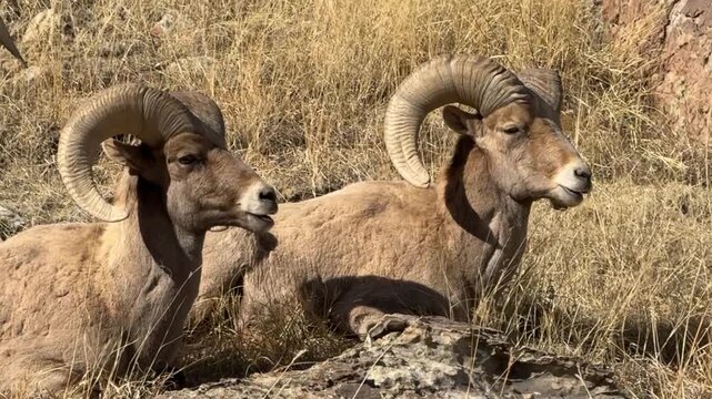 Close-up of two resting bighorn rams