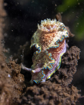 Girdled Glossodoris, Glossodoris cincta, in Tufi fjords, Papua New Guinea