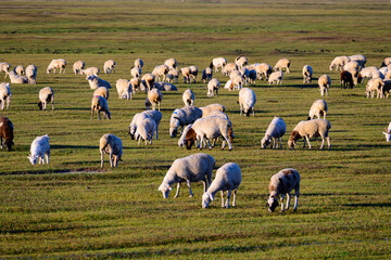 A large sheep flock grazes freely on vast green grassland, soft natural daylight, typical pastoral scenery of Hulunbuir prairie. © Sean Zhang