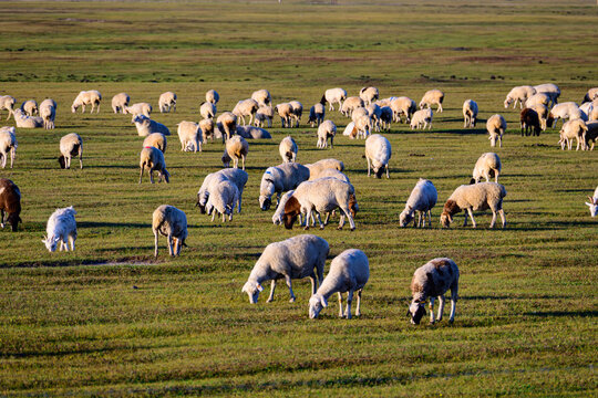 A large sheep flock grazes freely on vast green grassland, soft natural daylight, typical pastoral scenery of Hulunbuir prairie.