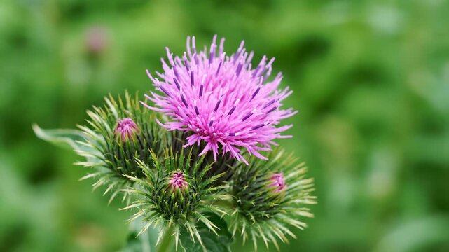 Close-up of purple thistle, close-up of purple thistle