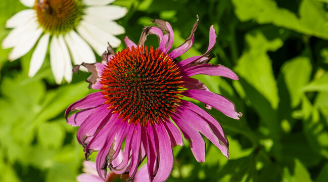 View uf  a purple coneflower, scientifically known as Echinacea purpurea (Denmark).
