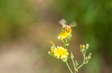 A honeybee hovers over yellow wild flowers, collecting nectar and pollen for pollination in an outdoor natural setting. © tai