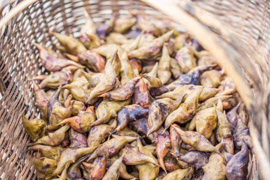 A pile of fresh water caltrops stored in a woven wicker basket, showcasing natural harvested produce.