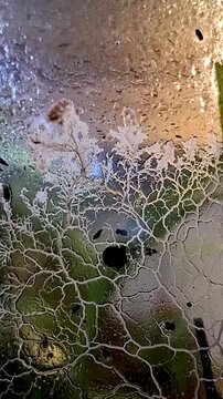 A time-lapse video of a slime mold&mdash;an organism that is neither animal nor plant but belongs to the group known as protists; these are giant amoebas or single-celled organisms that form masses called p