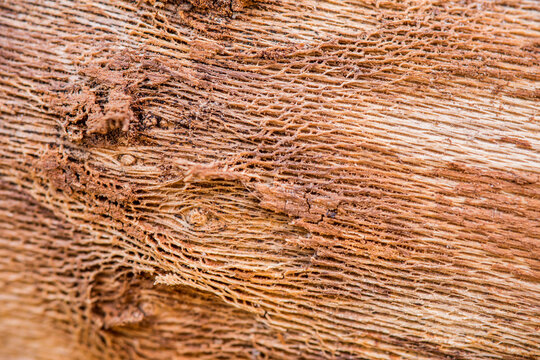 A macro shot showing the dense, fibrous texture of a wooden surface with distinct linear grain patterns.