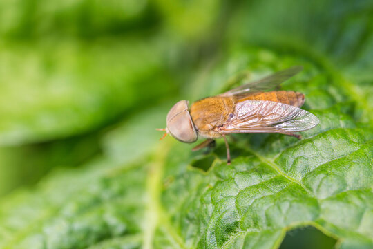 A light brown horse fly, a type of dipteran insect, rests on a textured green leaf in a natural outdoor setting.