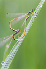 Two damselflies mating in a heart shape on a dewy grass blade, macro shot of wild insects. © tai
