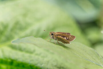 A small brown skipper butterfly rests on a smooth green leaf, displaying faint white spots on its wings in natural outdoor setting. © tai