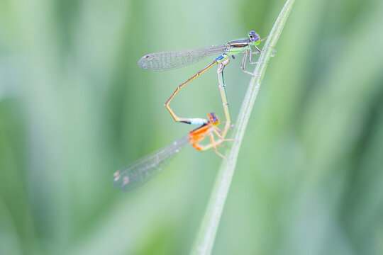 Two damselflies in mating wheel posture perched on a slender grass stem in natural outdoor setting.