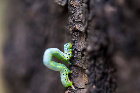 A green inchworm caterpillar crawls on rough tree bark, in close-up view with blurred background.