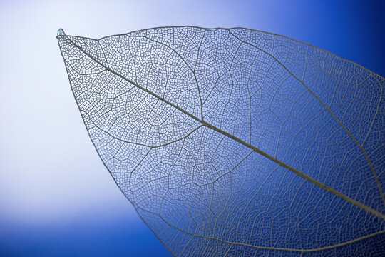A close-up view of a translucent dried leaf skeleton, showcasing its intricate vein network against a gradient blue backdrop, highlighting botanical structure.