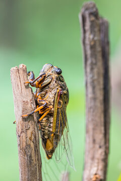 A close-up of a cicada perched on a dry twig, set against blurred green natural outdoor background.
