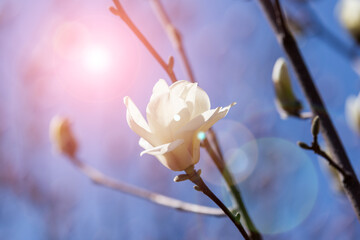 A close-up of a white magnolia flower blooming on a branch, illuminated by warm sunlight with soft lens flares in the background. © tai