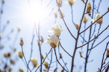Blooming white magnolia flowers on bare branches against a clear blue sky with bright sunlight shining from the side. © tai