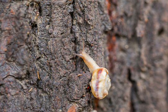 A small striped snail crawls on the rough, textured bark of a tree in natural outdoor setting.