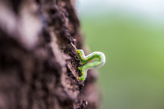 A green inchworm caterpillar crawls along rough tree bark in a natural outdoor setting, captured in close-up.