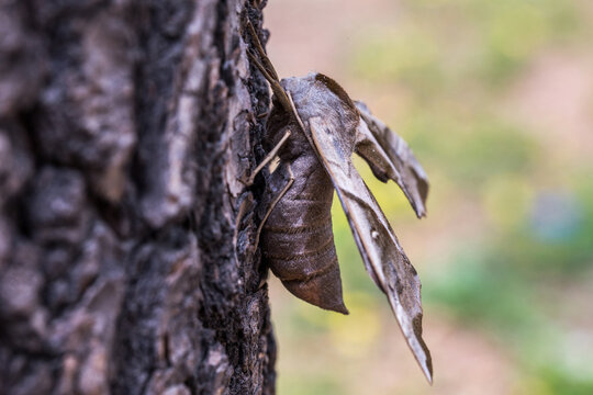 A large hawkmoth rests motionless on textured tree bark, showing its camouflaged brown and grey patterned wings and body.