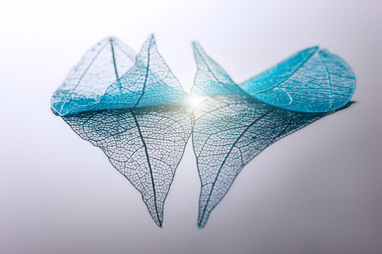 Delicate translucent blue skeleton leaves with intricate vein structure, presented against a light neutral background.