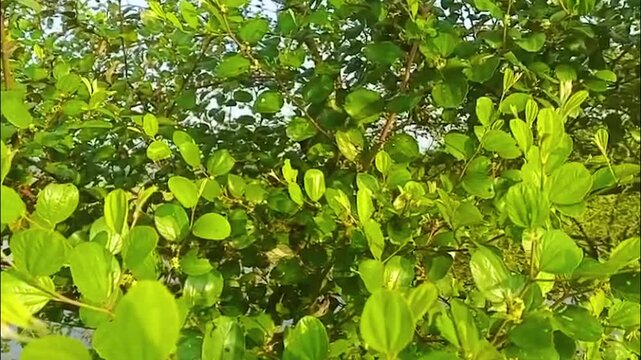 Close up of fresh green bidara or Indian jujube leaves on branches, Ziziphus mauritiana plant texture background with selective focus.