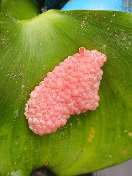 Snail Eggs on Leaf