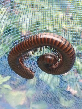 Curled Millipede on Mesh