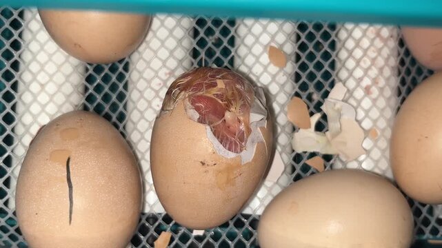 Close up of cracked egg shell with newborn poultry pecking from inside home incubator tray during hatching