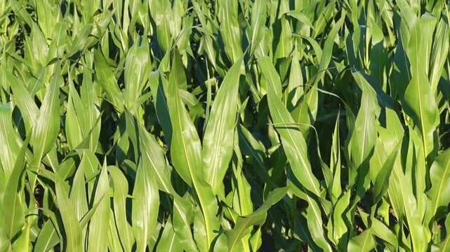 Slow motion young corn field sway