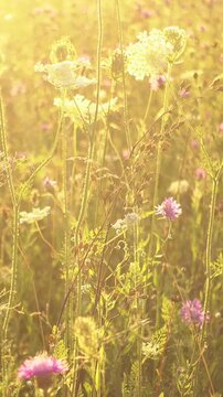 Golden autumn meadow glowing in warm sunlight