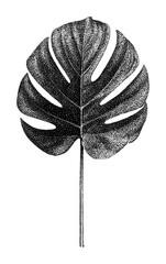Obraz premium PNG Monstera leaf ink illustration on textured paper