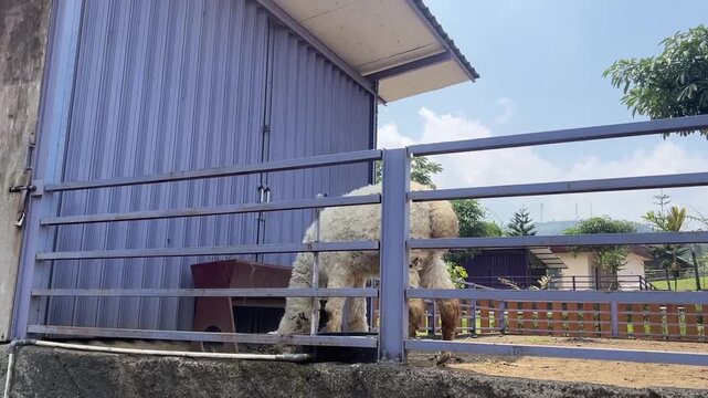 Fluffy white alpaca strolling behind metal fence rails, farm shed and greenery visible in the background.