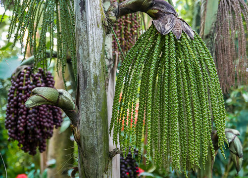 View of a cascading, pendulous cluster of green, immature flower spikes or fruit racemes emerging from the trunk of a fishtail palm (Caryota species) in Denmark.