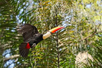 Tucano selvagem voando entre as árvores, Ramphastos toco, fauna brasileira © denilson