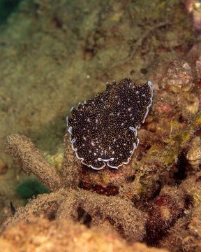 gold-dotted flatworm, Thysanozoon nigropapillosum, in Tufi fjords, Papua New Guinea