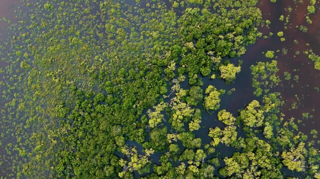  aerial view of mangrove forest in agnes water queensland