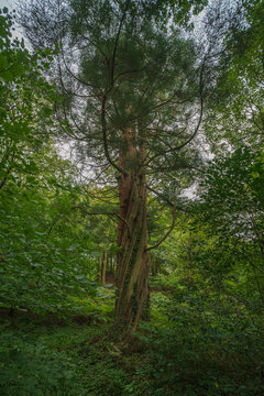 Aerial view of a large, ancient, twisted tree with textured bark and lush green foliage in the Luxulyan Valley, Luxulyan, Bodmin, Cornwall, United Kingdom.
