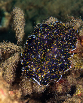 gold-dotted flatworm, Thysanozoon nigropapillosum, in Tufi fjords, Papua New Guinea