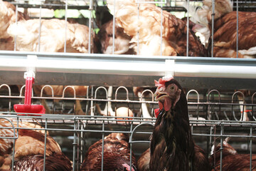 A group of brown laying hens in a commercial poultry farm cage system, showing modern egg production, livestock farming, poultry husbandry, and automated drinking equipment. © Arief Kurniawan
