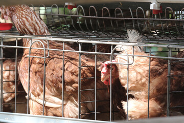 A group of brown laying hens in a commercial poultry farm cage system, showing modern egg production, livestock farming, poultry husbandry, and automated drinking equipment. © Arief Kurniawan