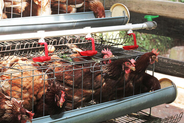 Close-up view of laying hens kept in wire cages on a poultry farm,with a nipple drinking system,highlighting commercial poultry farming,egg production and modern agricultural practices. © Arief Kurniawan