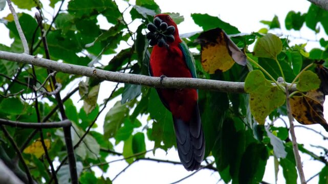 Colorful red, green, and blue Fijian Crimson shining-parrot eating seeds and dropping pieces of food in forest tree on Kadavu Island, Fiji, South Pacific