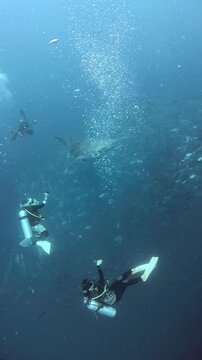 Vertical action camera footage shows a young whale shark swimming past three divers. Two use action cameras, while the third uses a camera with strobes. One diver taps a tank to attract attention