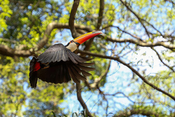 Tucano selvagem voando entre as árvores, Ramphastos toco, fauna brasileira © denilson