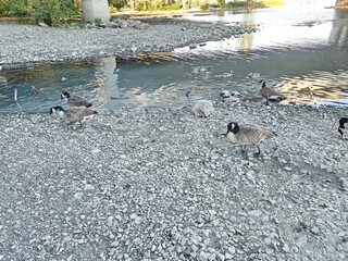 migratory geese walking along a textured stone shoreline in the nature © Sunshine