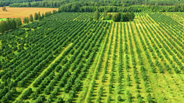 Aerial view of rows of young trees in a plantation surrounded by lush green forests and agricultural fields in Latvia.
